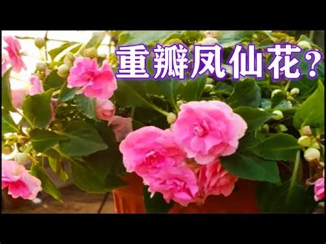 鳳仙花風水|家居裝修之植物知識系列（五）鳳仙花